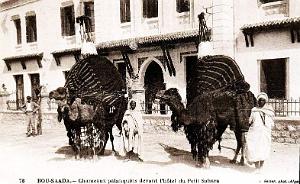 BOU-SAADA - HOTEL DU SAHARA - CHAMEAUX PALANQUINS